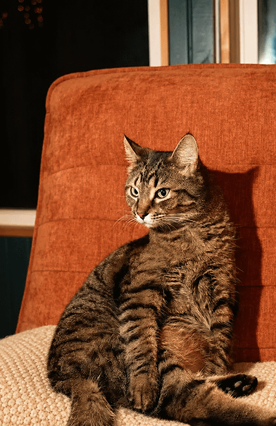 tabby cat sitting up in chair