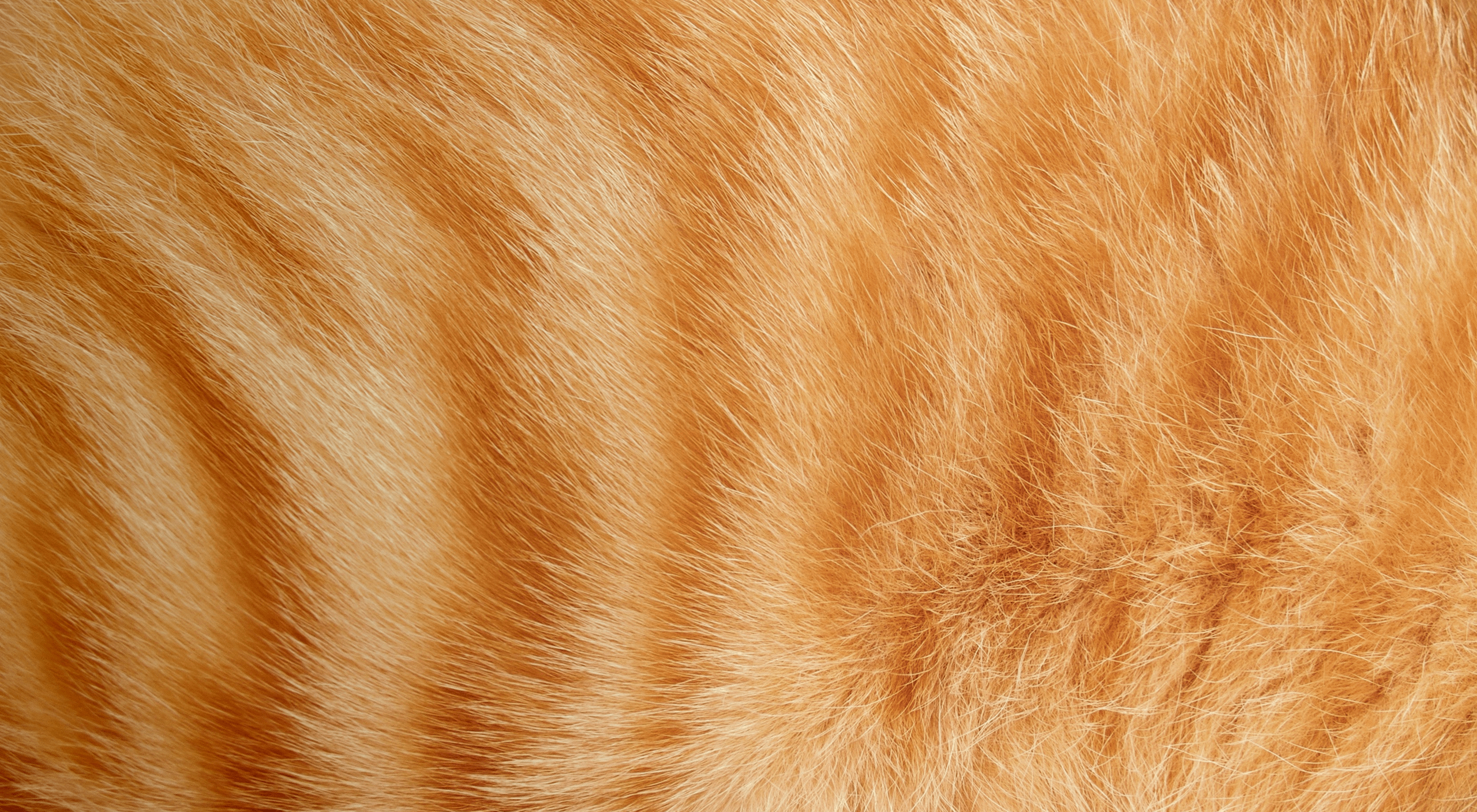 orange tabby fur