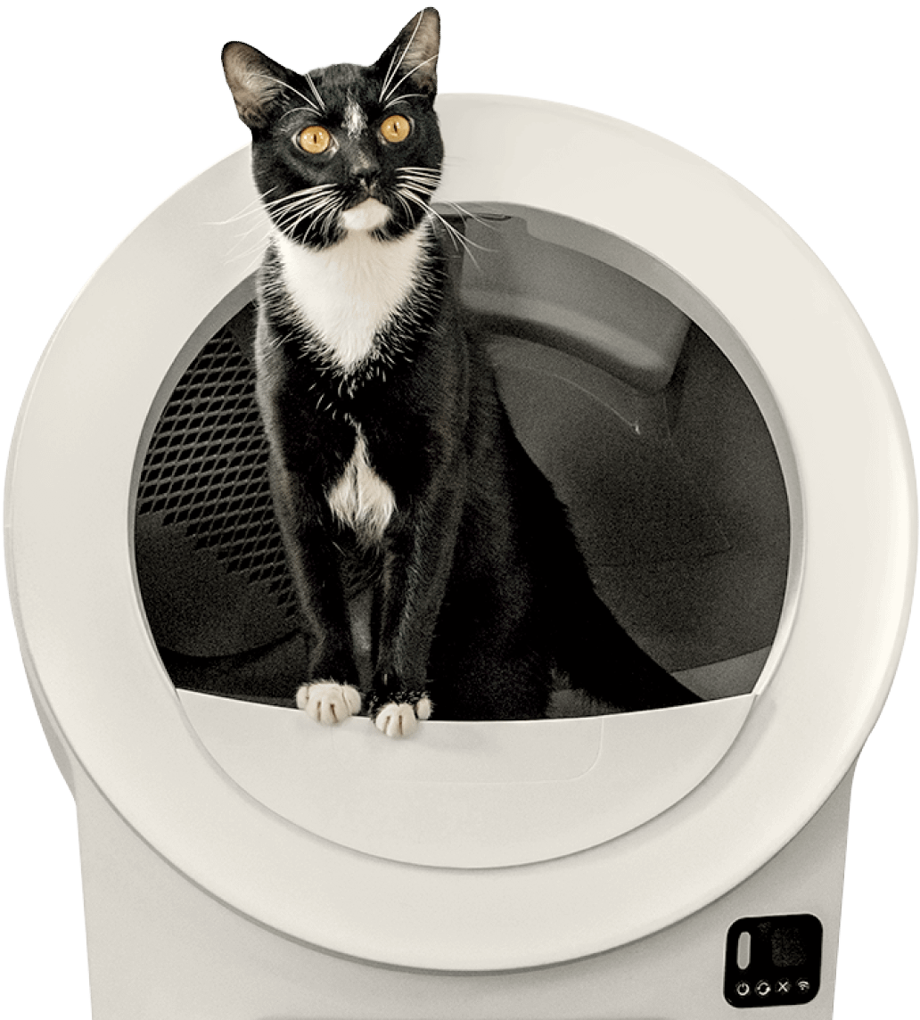 Cat inside a Litter-Robot EVO