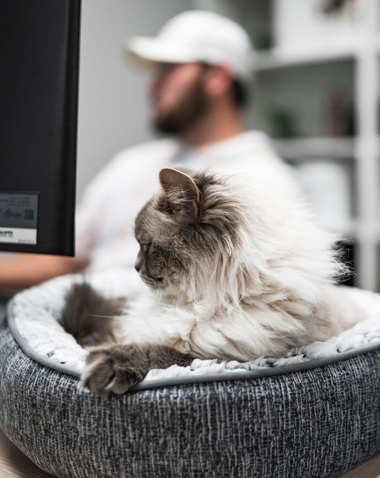 Whisker employee with cat