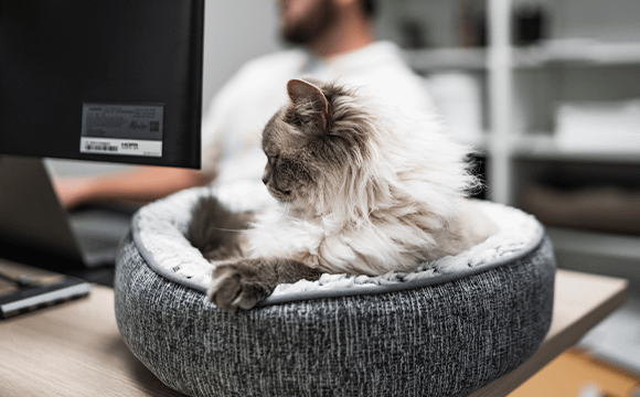Whisker employee with cat