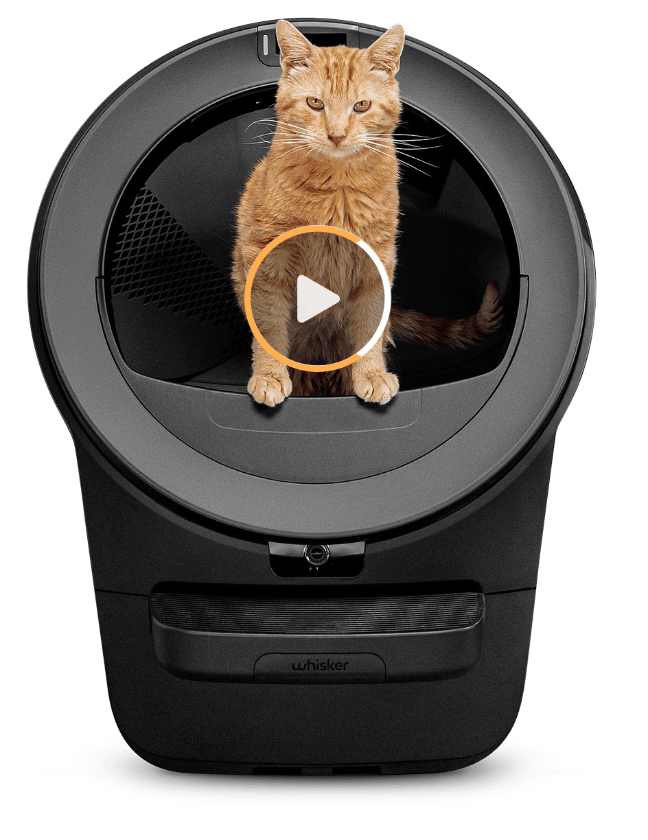 An image of an orange cat standing inside a black Litter-Robot 4.