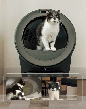 A cat sitting in a Litter-Robot 4 and another cat standing near it.