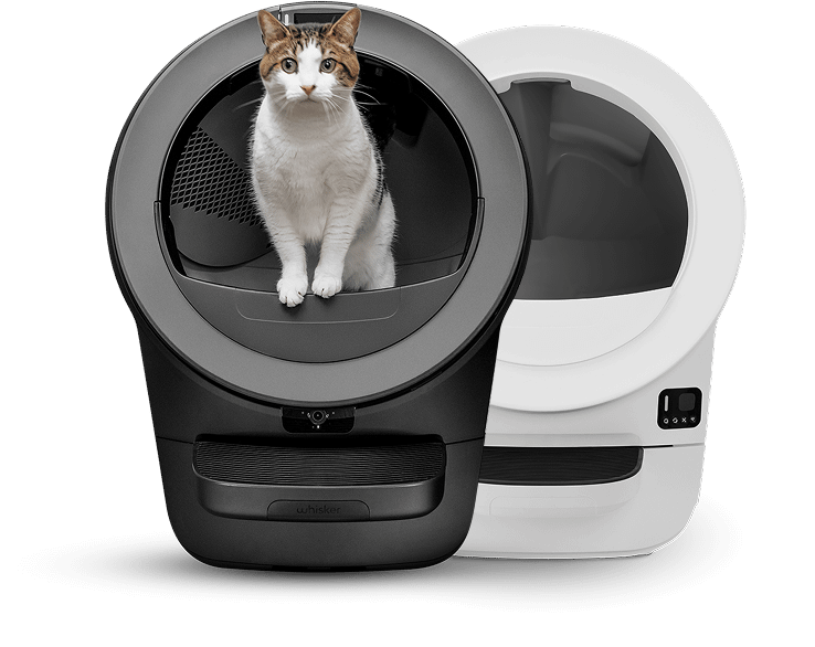 An image of an orange, black, and white cat standing inside a white Litter-Robot.