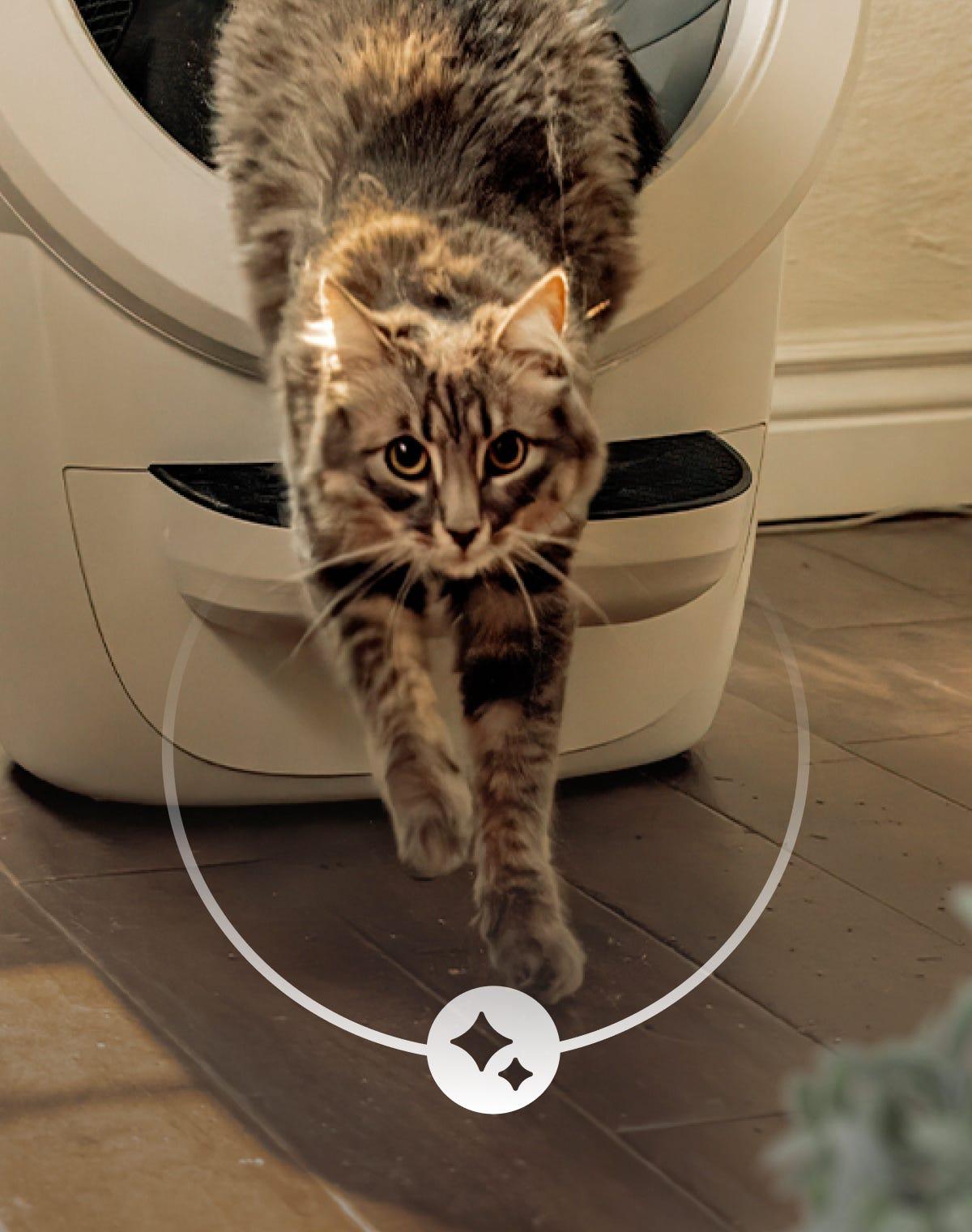 Fluffy tabby cat walking toward the camera away from a white Litter-Robot