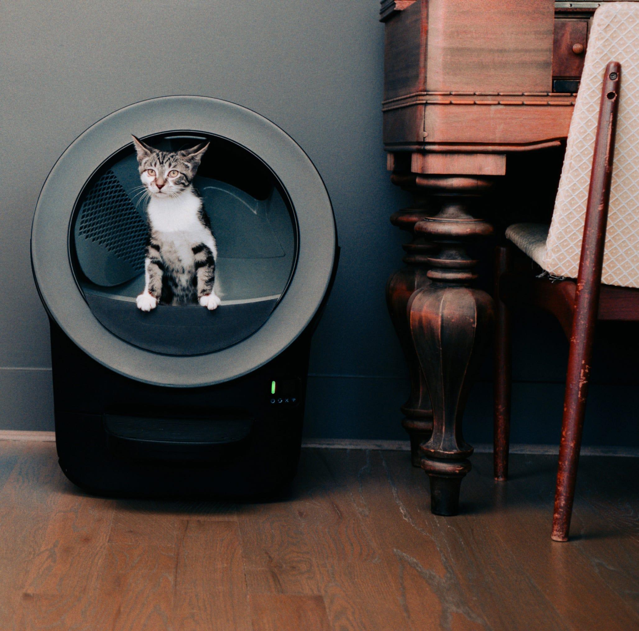 A cat standing in a black Litter-Robot Evo.