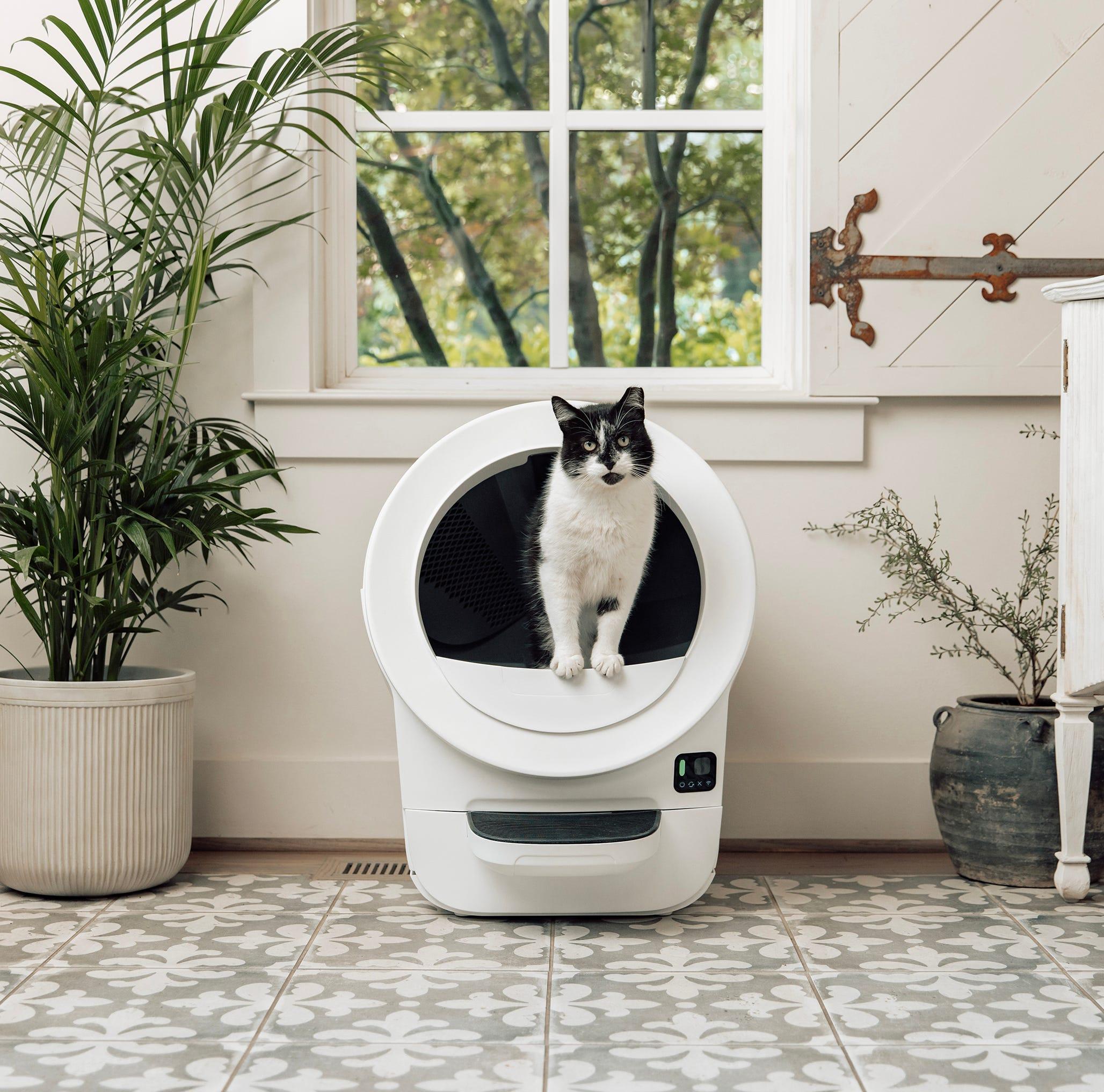 A cat looking outside of a Litter-Robot Evo.