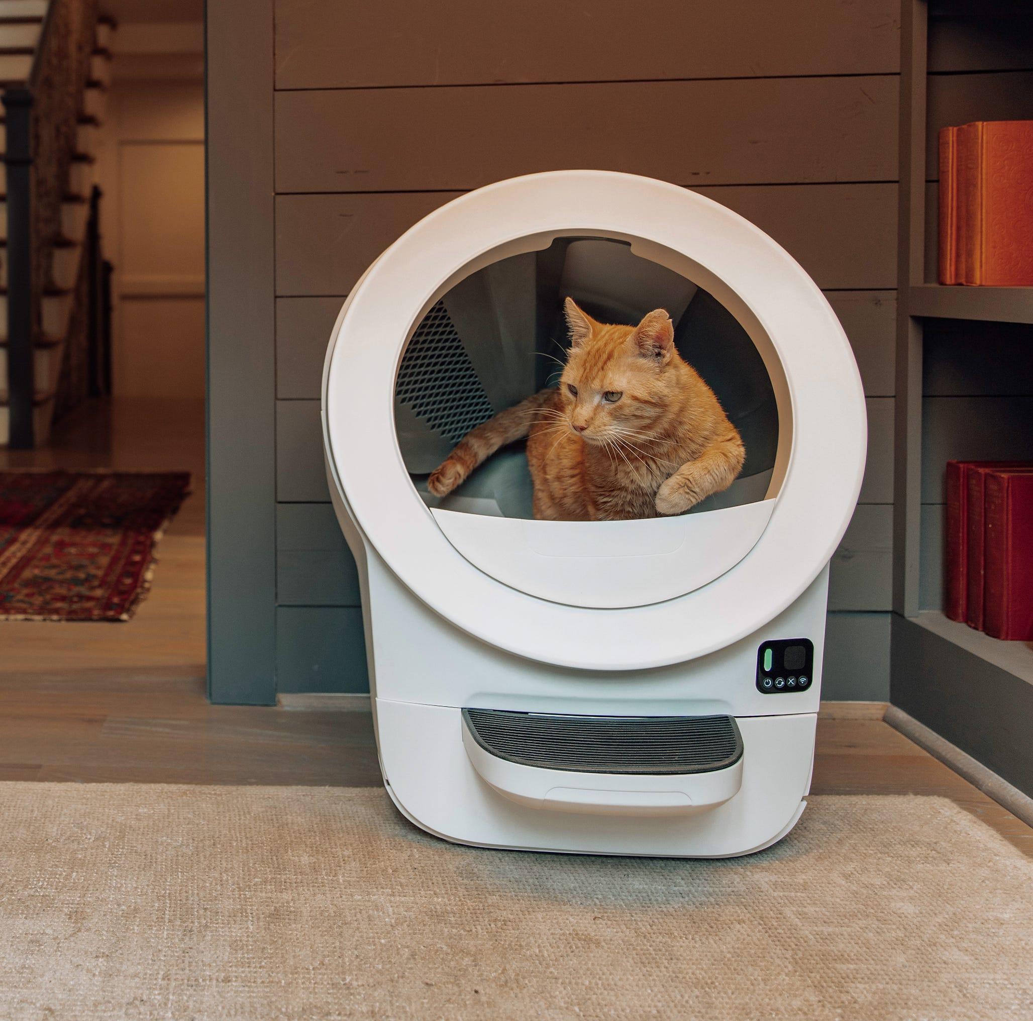 An orange cat standing in a white Litter-Robot Evo.