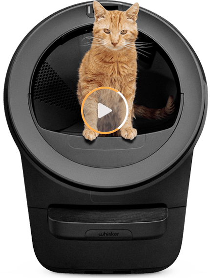 An image of an orange cat standing inside a black Litter-Robot 5.