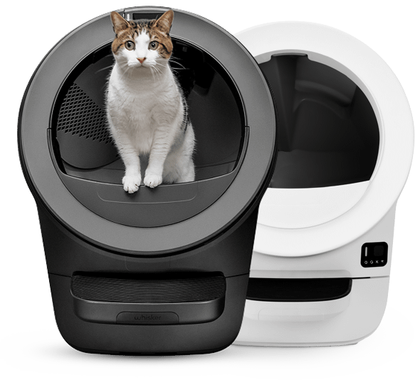 An image of a cat standing inside a black Litter-Robot 5.