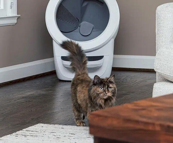 How to get cat to use litter robot hotsell