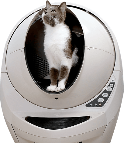 How to get cat to use litter robot best sale