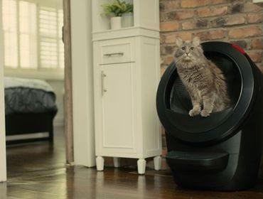 Grey cat inside a black Litter-Robot automatic litter box