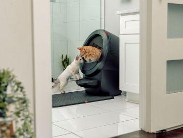Multiple cats using Litter-Robot 4 self cleaning litter box in the bathroom