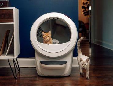 Multiple cats using Litter-Robot 4 self cleaning litter box