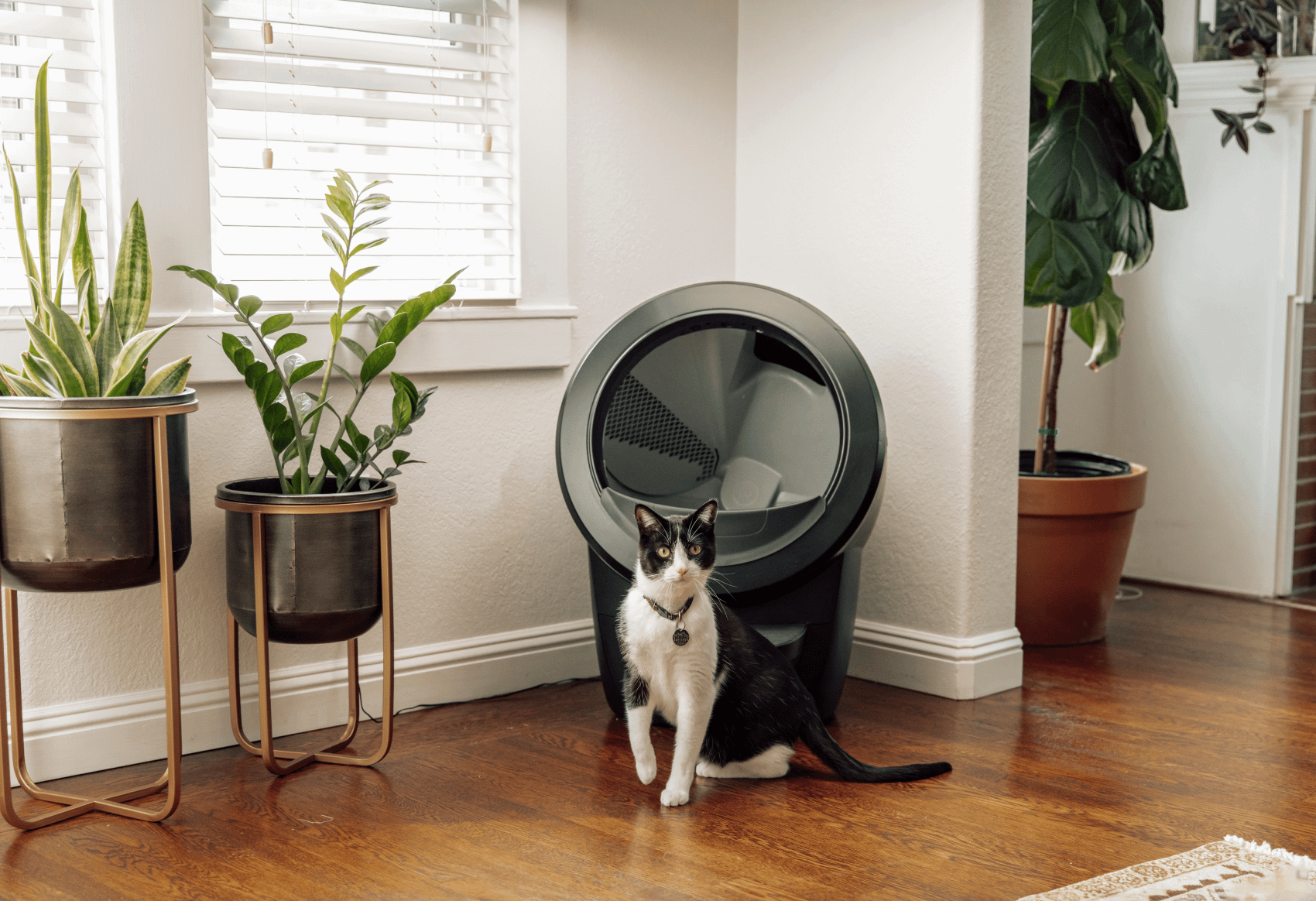 Cat sitting in front of the Litter-Robot 4