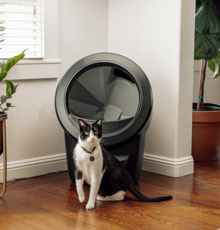 Cat sitting in front of the Litter-Robot 4