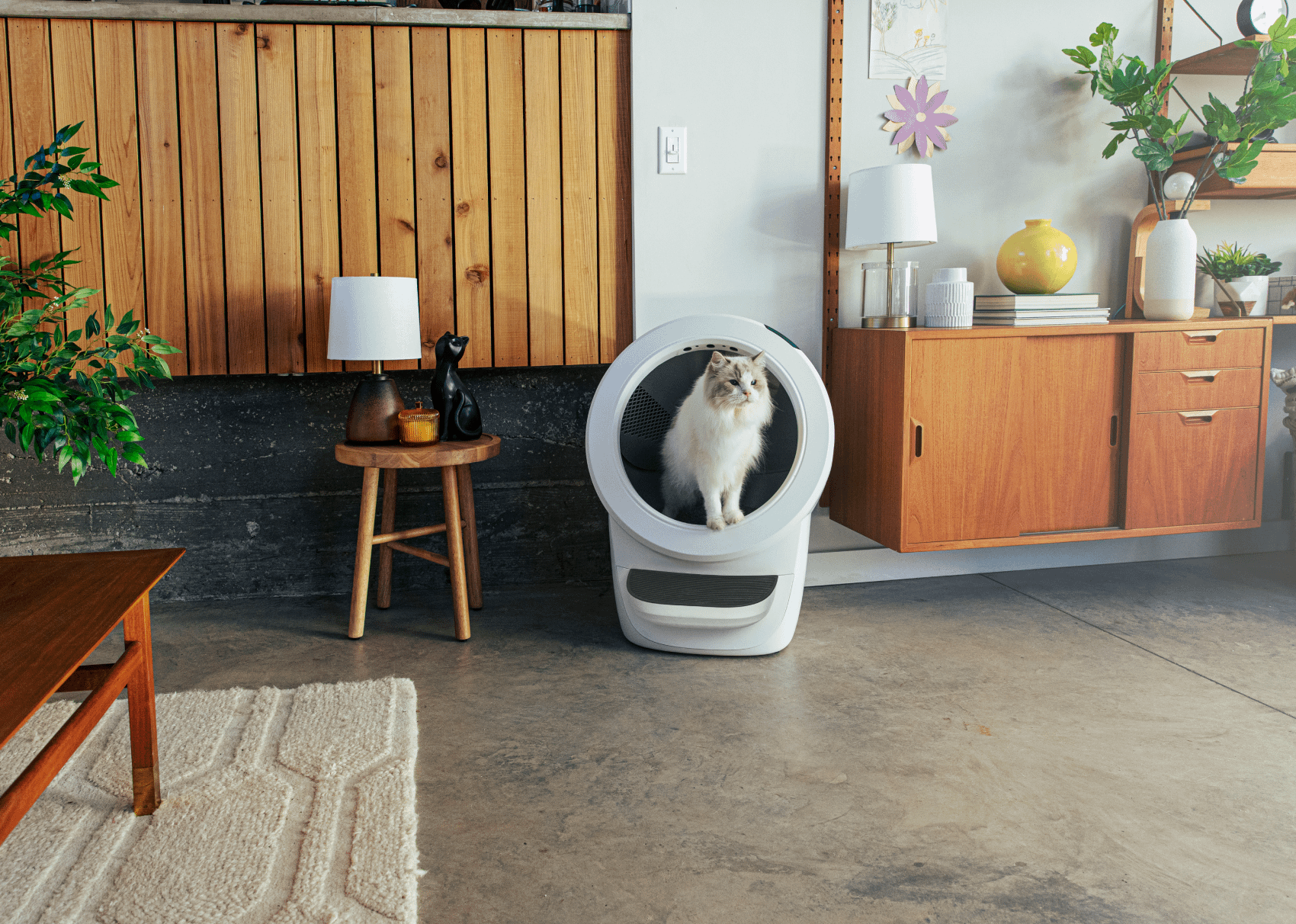 Fluffy White cat standing inside the White Litter-Robot 4