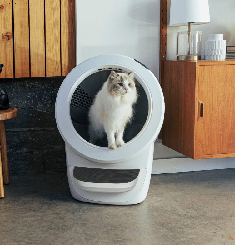 Fluffy White cat standing inside the White Litter-Robot 4