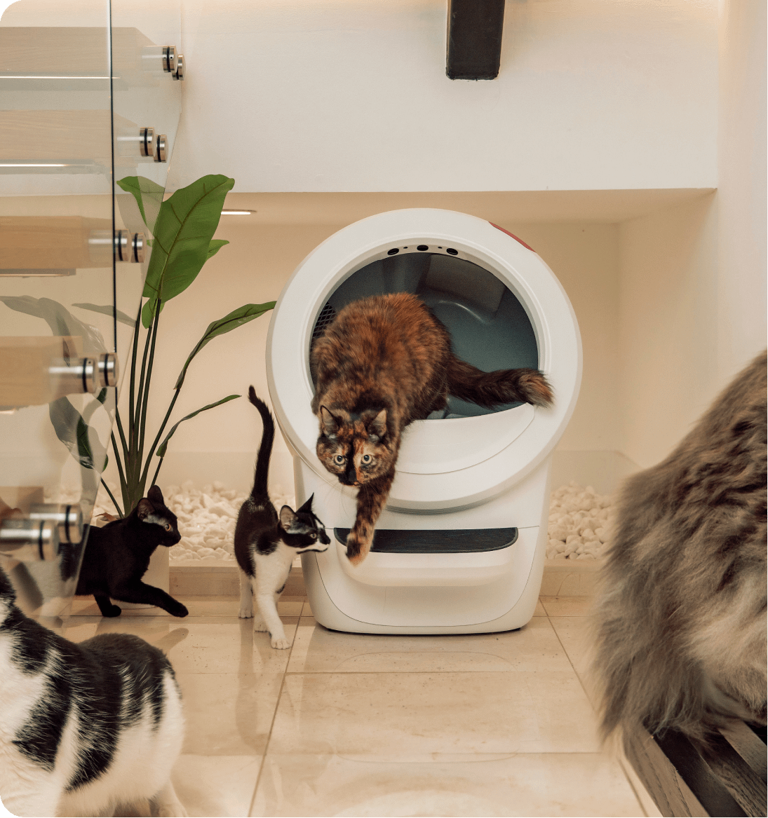 Cat coming out of a Litter-Robot 4 with other 4 cats walking around