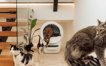 Cat coming out of a Litter-Robot 4 with other 4 cats walking around