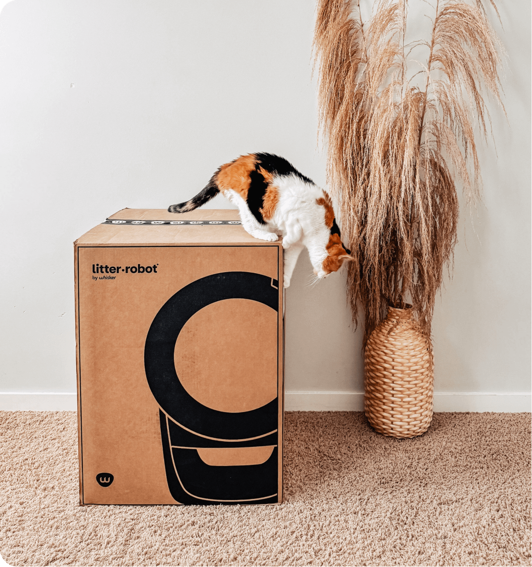 Cat jumping off the Litter-Robot 4 unopened shipping box