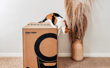 Cat jumping off the Litter-Robot 4 unopened shipping box