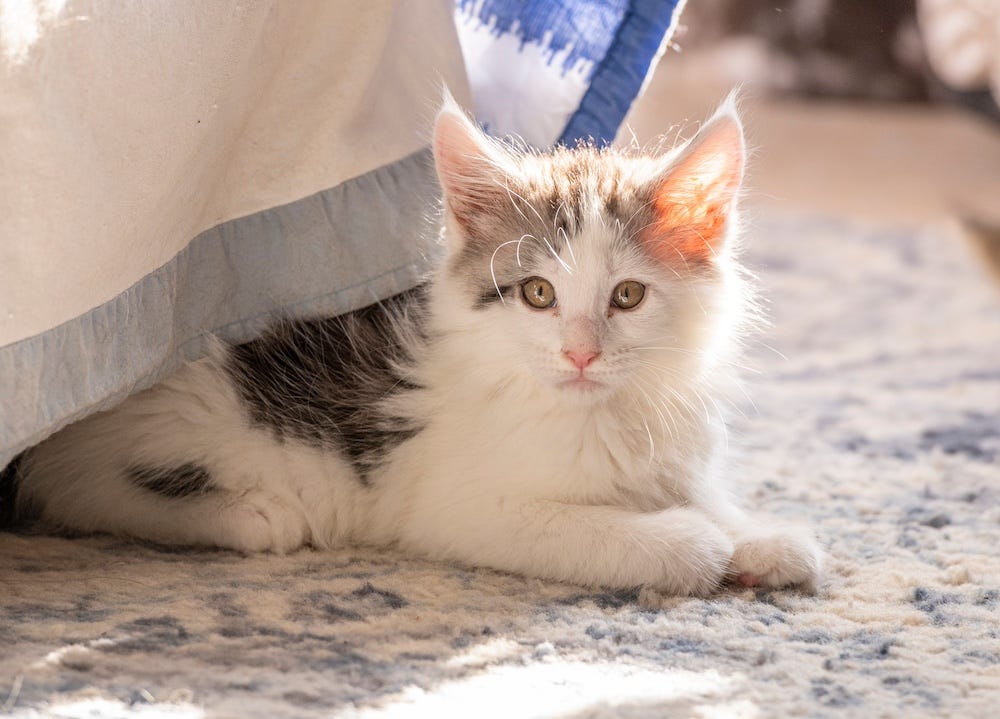 Maine Coon kitten 9 weeks old