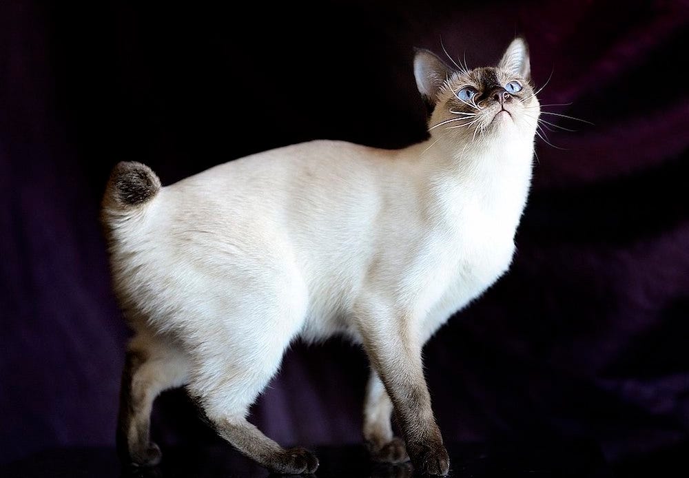 Mekong Bobtail cat