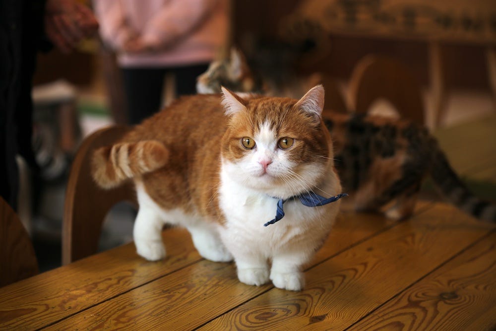 orange tabby Munchkin cat