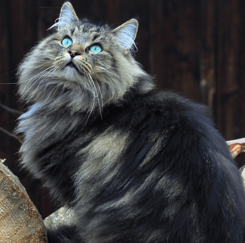 Norwegian Forest cat