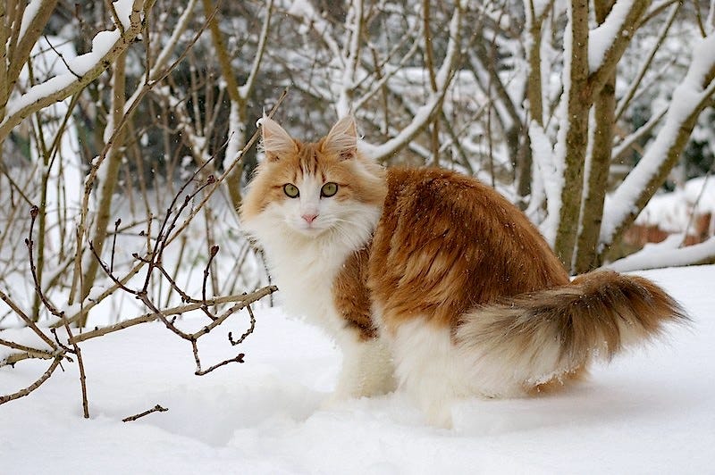 Norwegian Forest cat outdoors