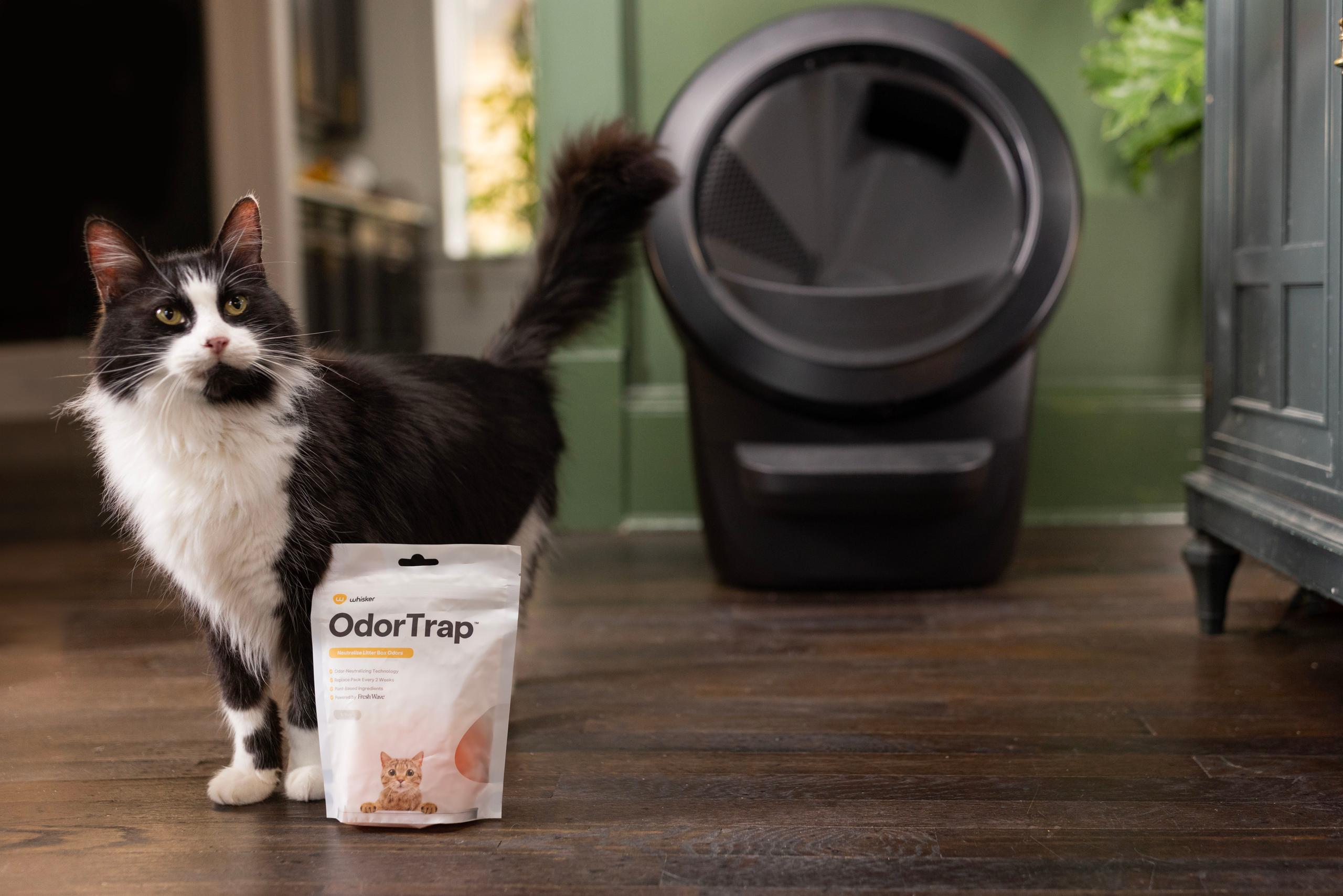 house smells like litter box