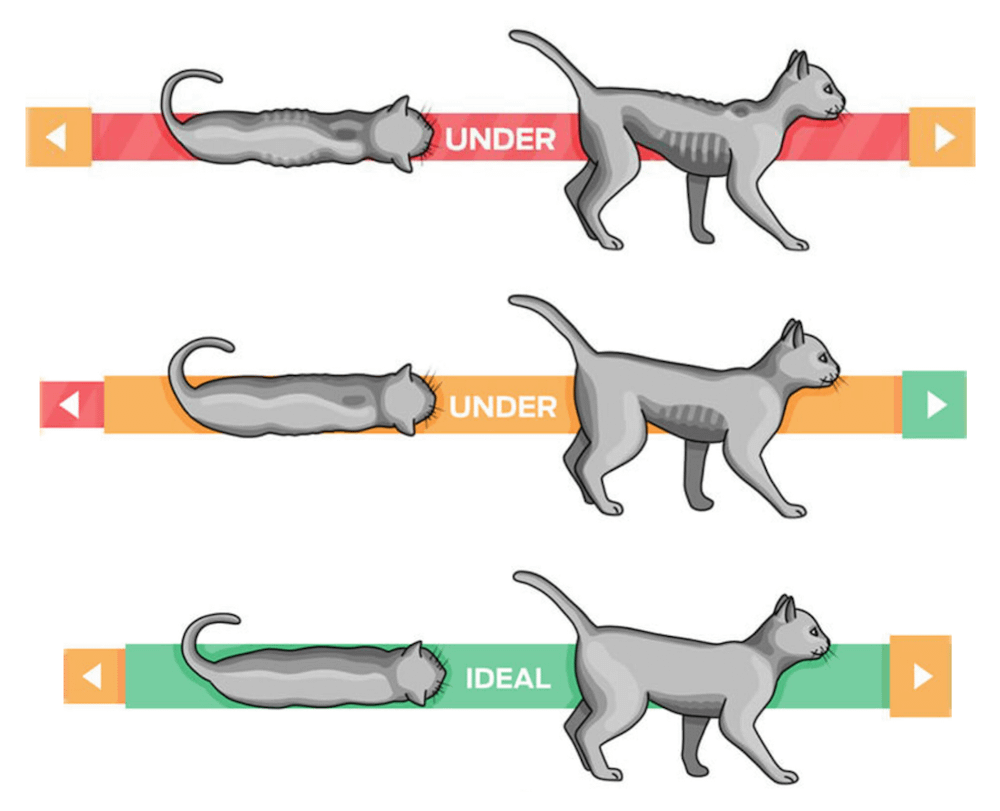 Purina Body Condition Tool showing underweight cat vs healthy cat weight