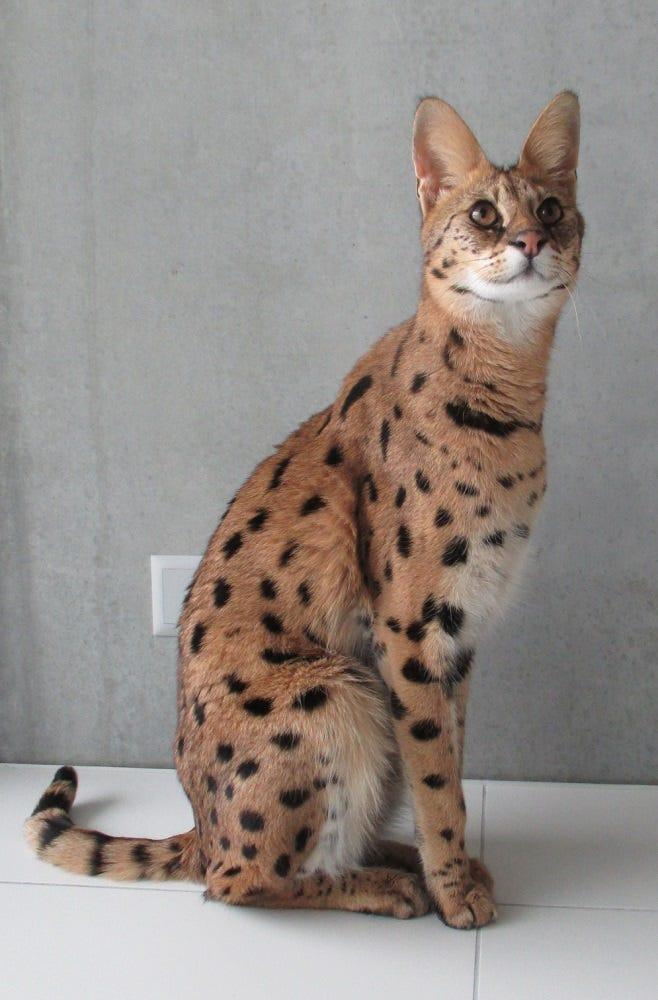 Fashion savannah cat diet