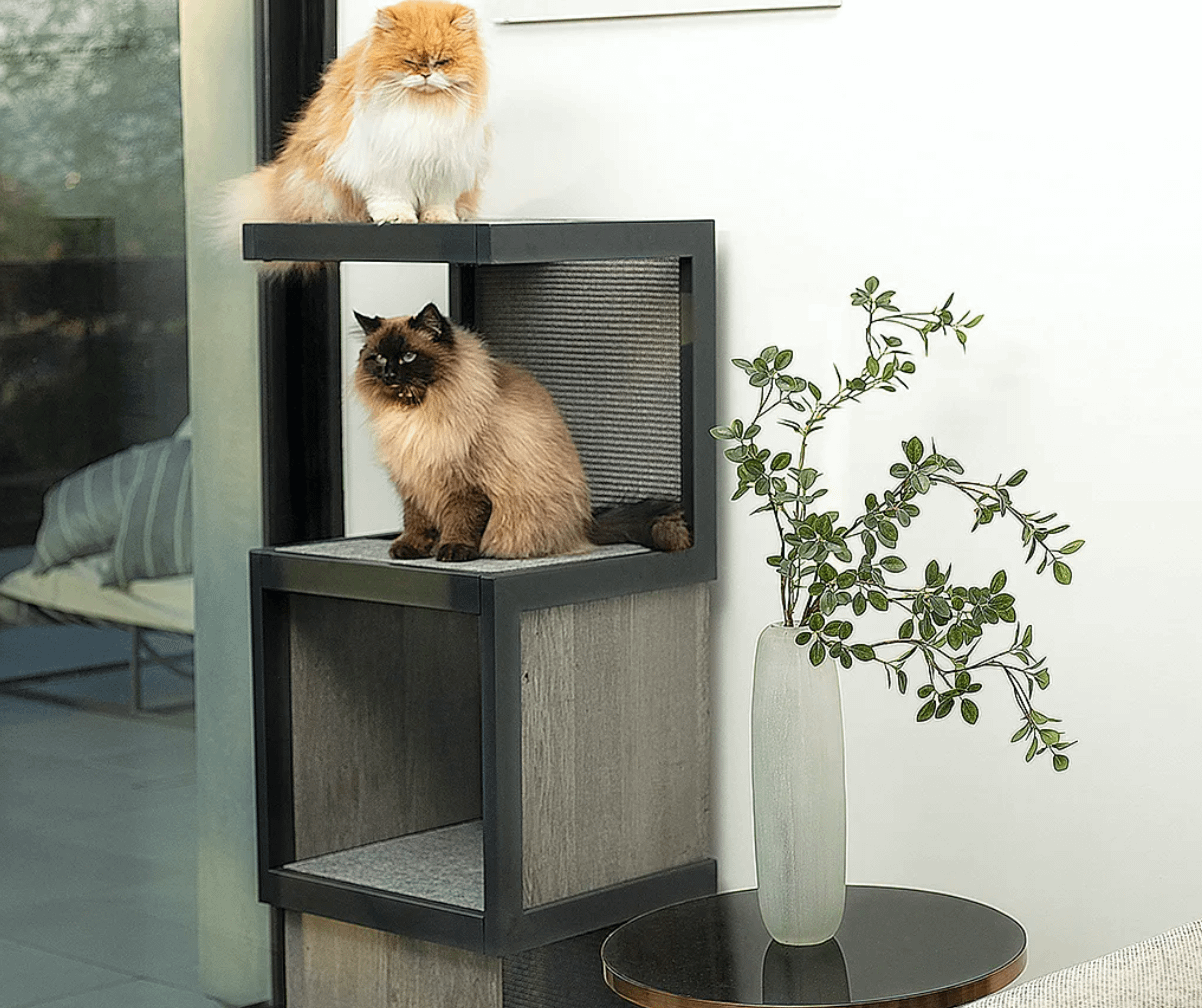 cats on Cat Tower