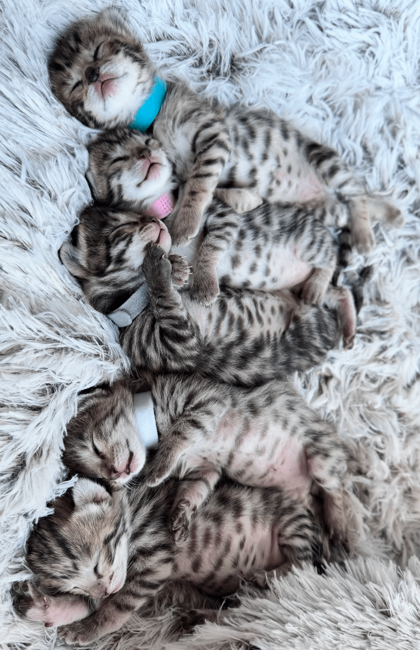 Five baby Savannah kittens lying together in a litter