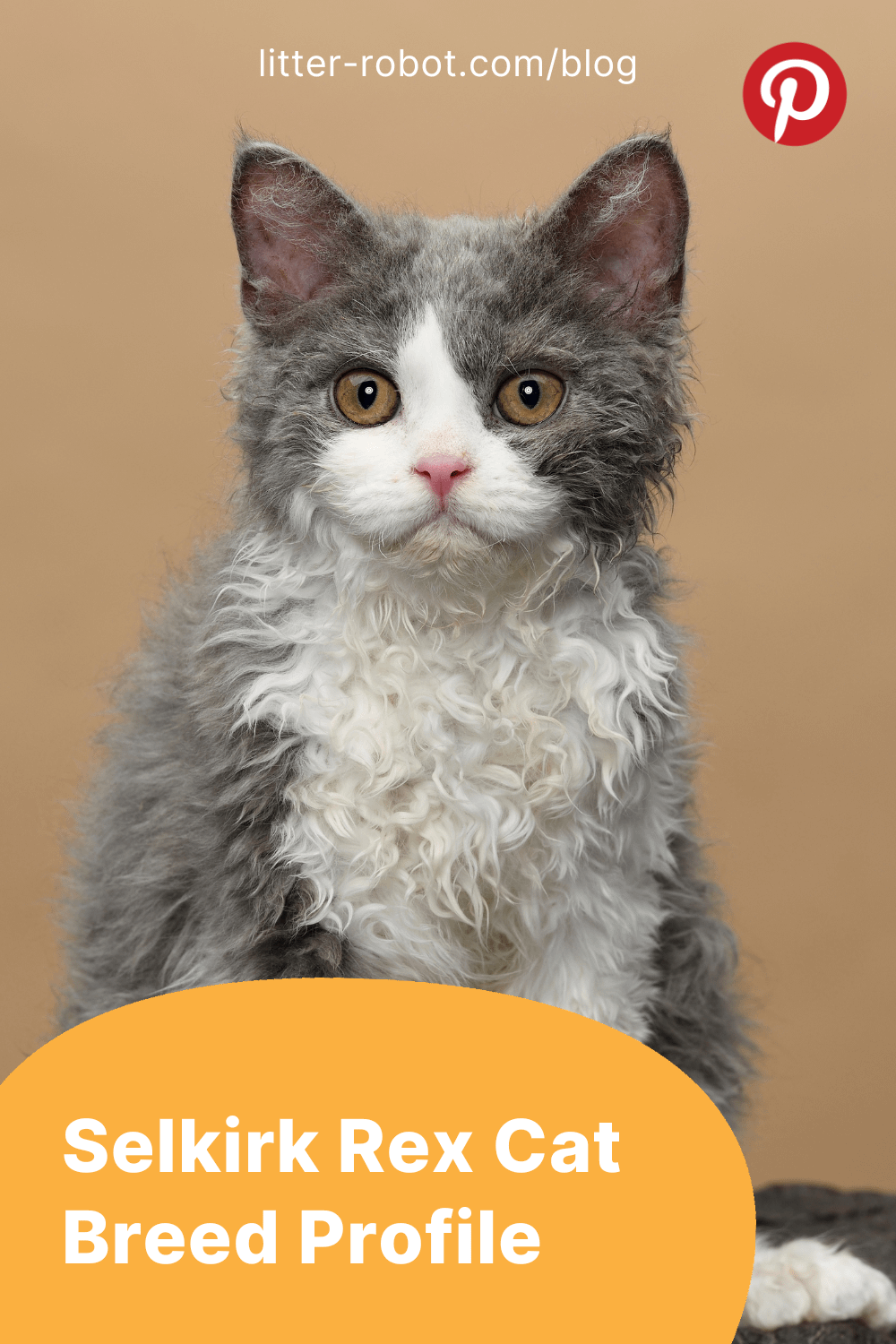 Selkirk Rex cat breed profile pinterest pin