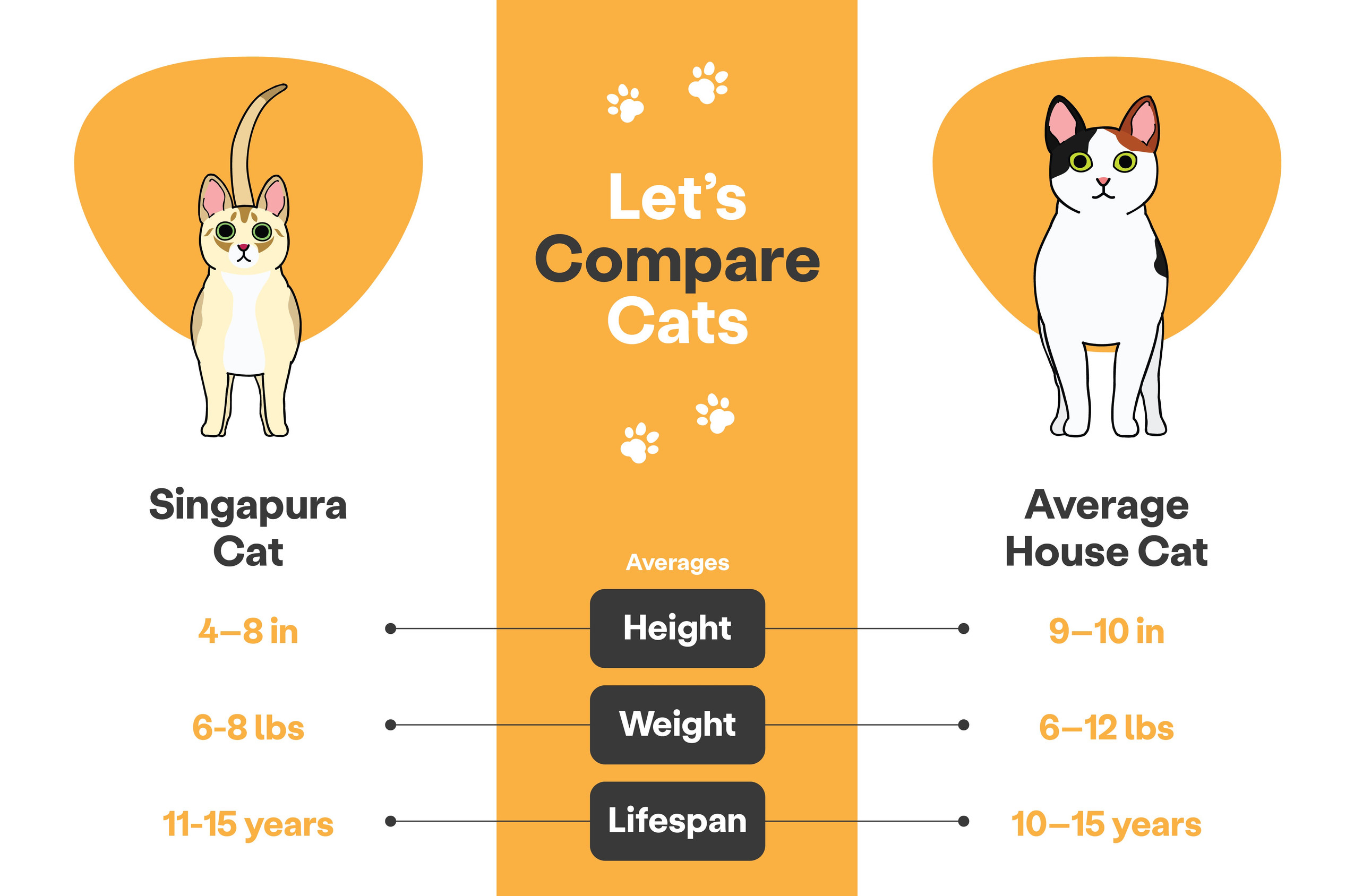 Singapura cat size vs average cat size