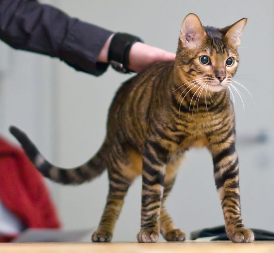 Exotic cats discount