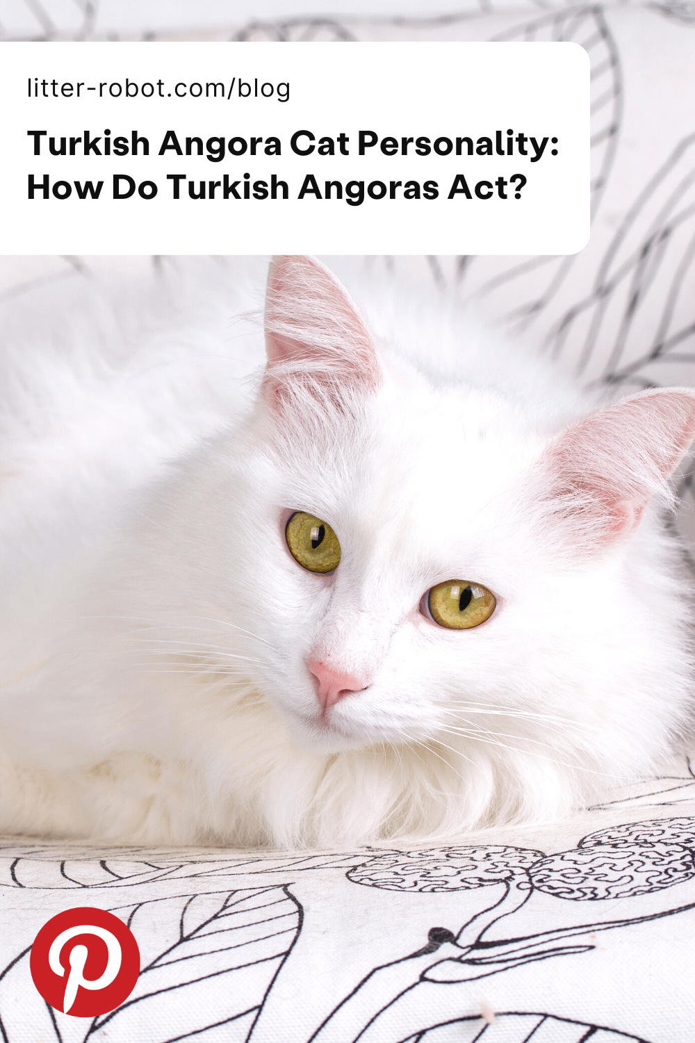 Turkish Angora Cat Personality Traits Turkish Angora Cat