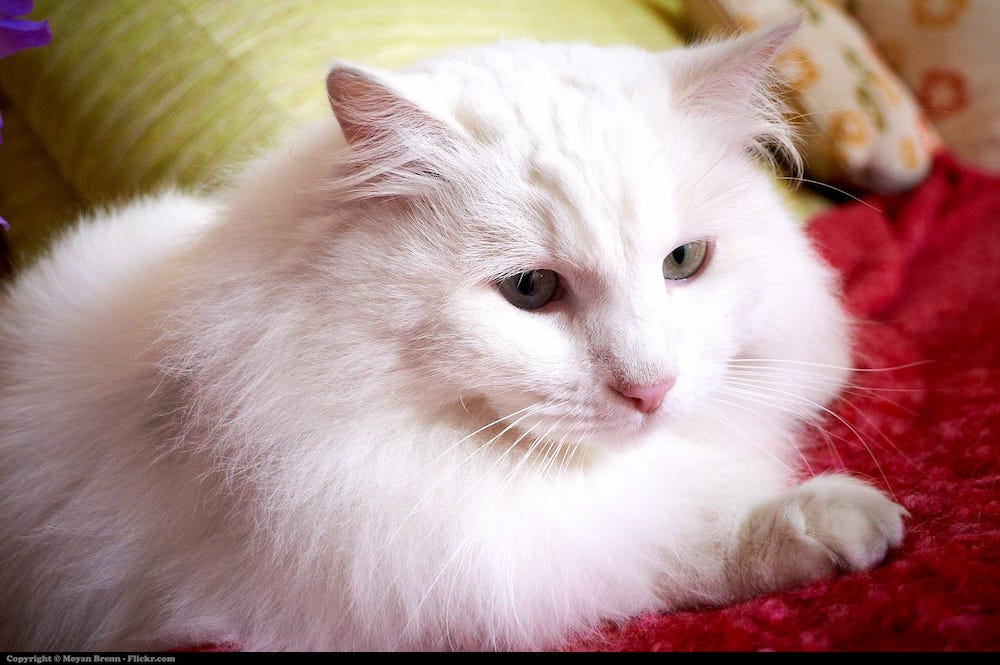 Turkish Angora cat
