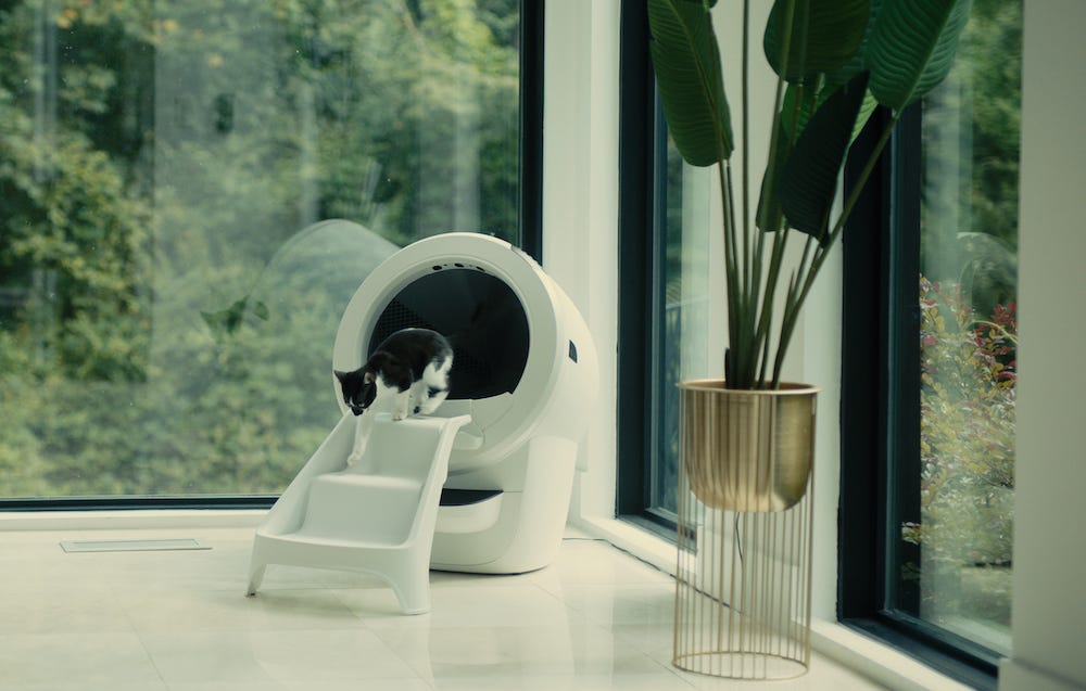 cat using elevated litter box with ramp