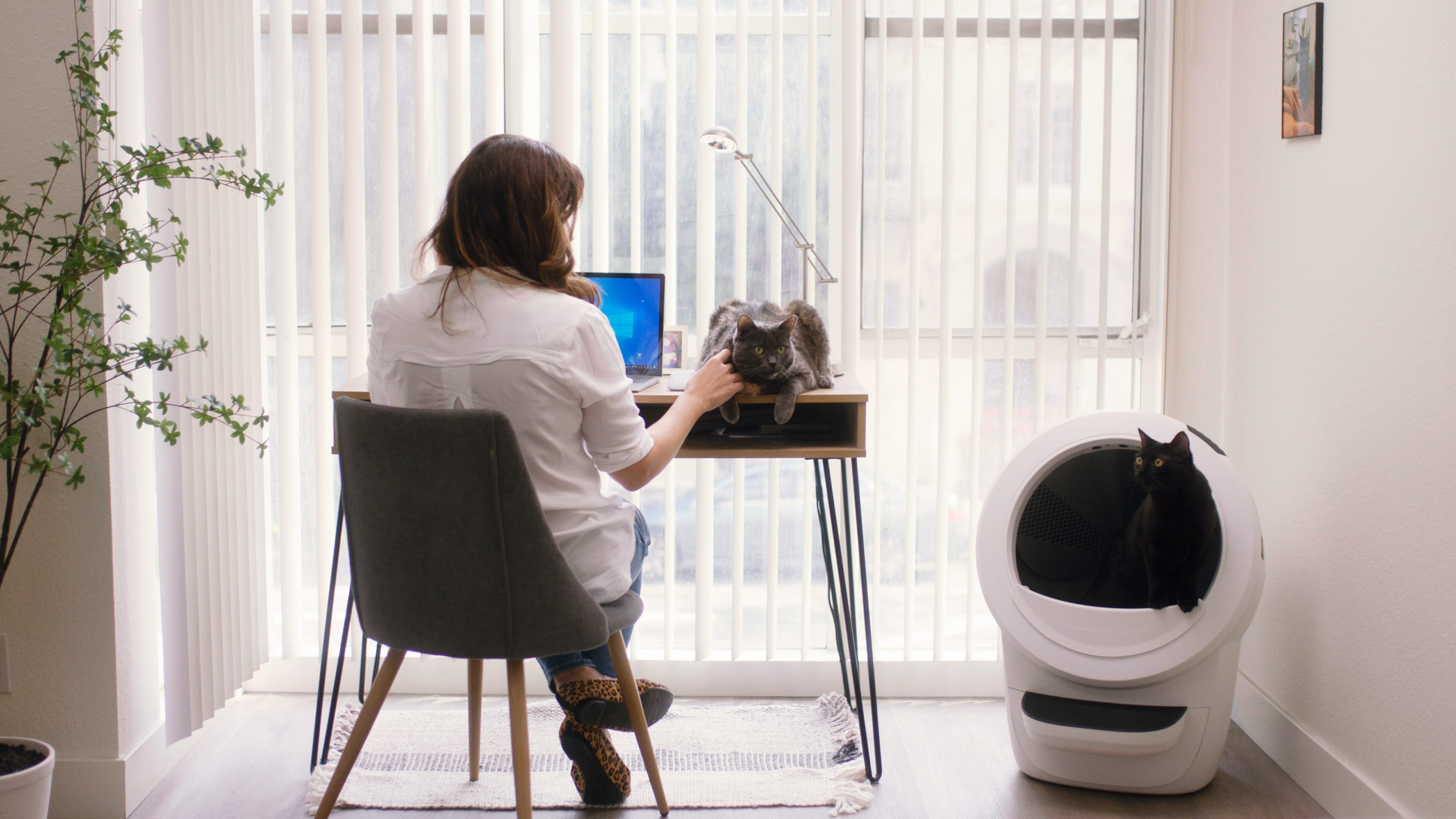 woman sitting at desk with multiple cats and Litter-Robot