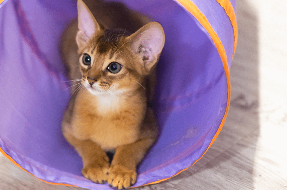 Abyssinian kitten inside cat tunnel