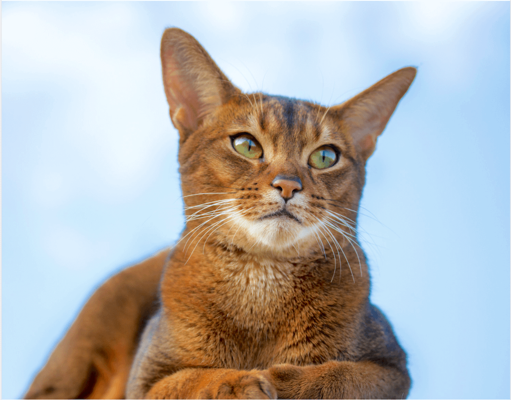 low-shedding Abyssinian cat - cat breeds that don't shed