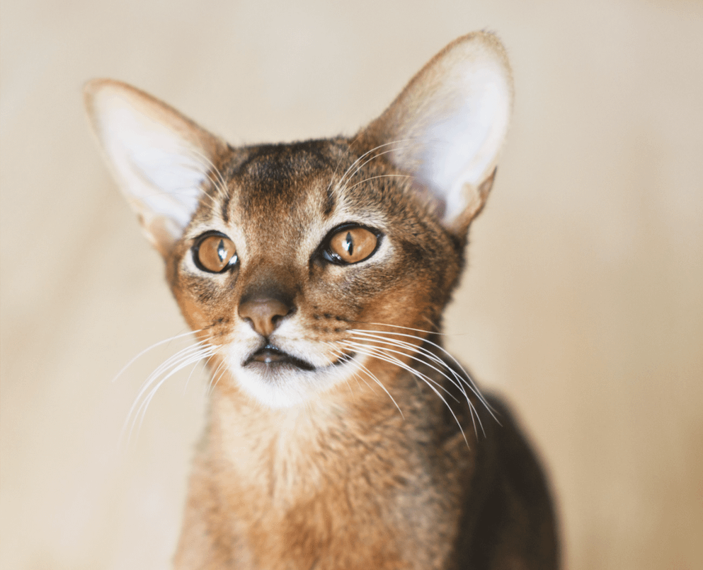 Abyssinian cat