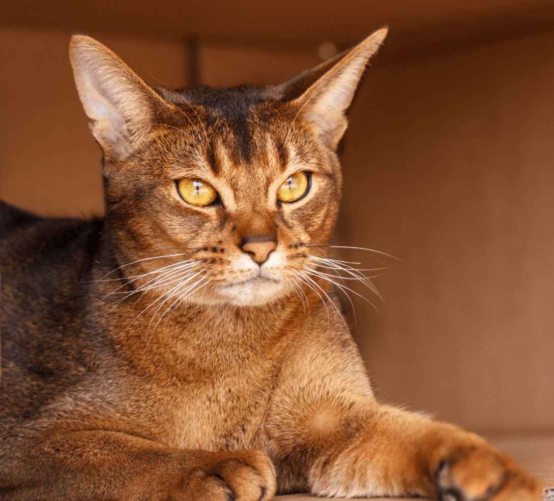 Abyssinian cat with gold eyes
