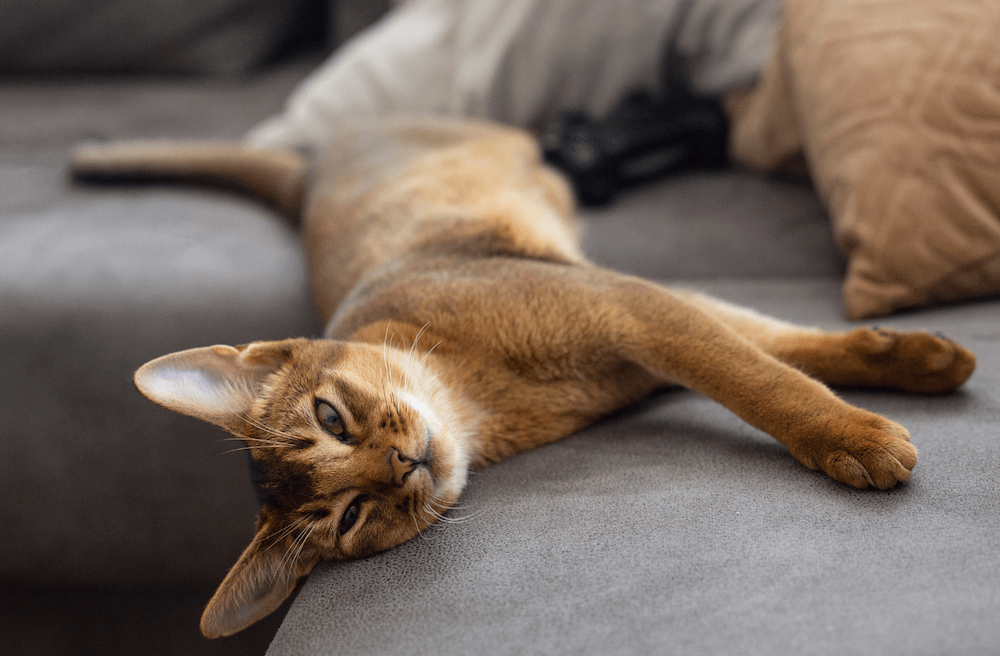 Abyssinian cat - friendliest cat breeds