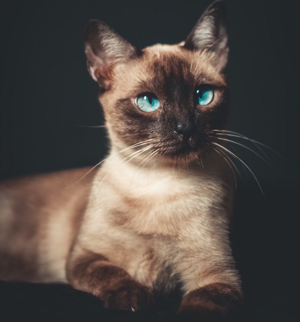 Siamese cat with blue eyes
